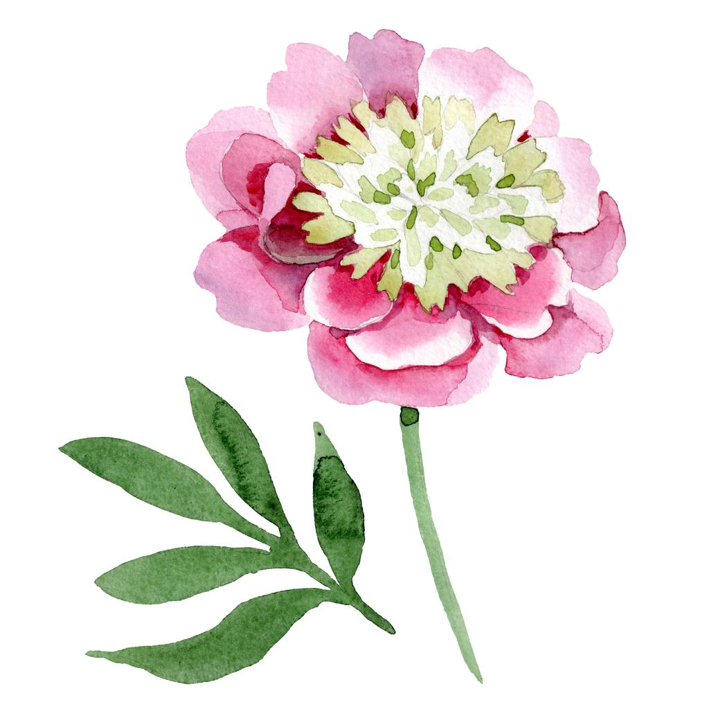 Gyönyörű rózsaszín pünkösdi rózsa virág elszigetelt fehér background. Akvarell rajz divat aquarelle. Elszigetelt bazsarózsa virág ábra elem. - Fotó, kép