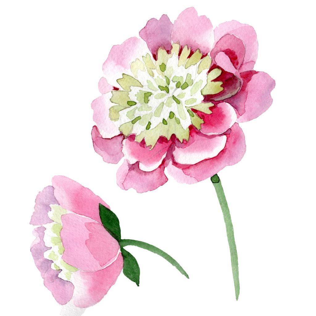 美しいピンクの牡丹の花は 白い背景で隔離 水彩描画ファッション Aquarelle 孤立した牡丹の花の図要素 ロイヤリティフリー写真 画像素材
