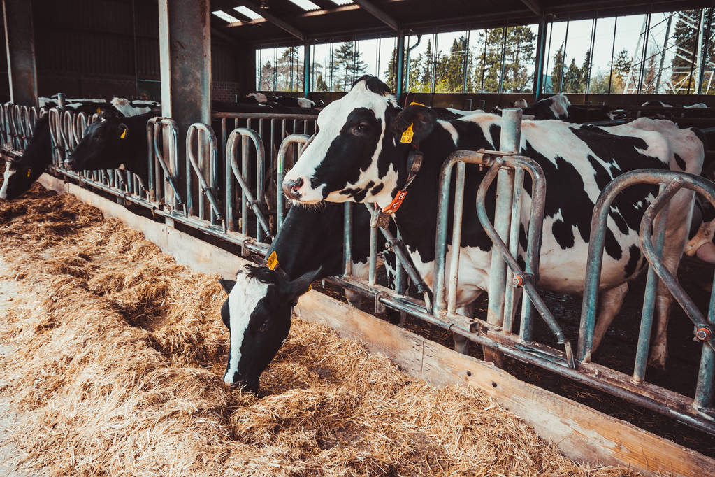 Vacas en la granja. industria agrícola
 - Foto, imagen