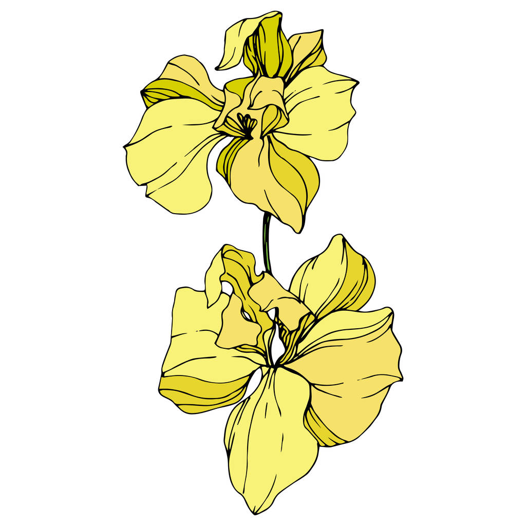美しい黄色の蘭の花は白で隔離。白い背景の上の黄色の分離蘭図要素. - ベクター画像