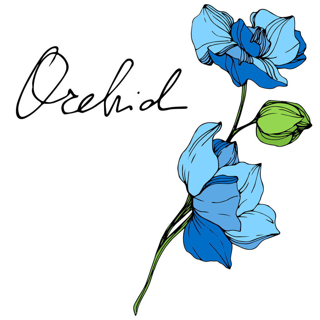schöne blaue Orchideenblumen eingravierte Tinte Kunst. isolierte Orchideen Illustrationselement auf weißem Hintergrund. - Vektor, Bild