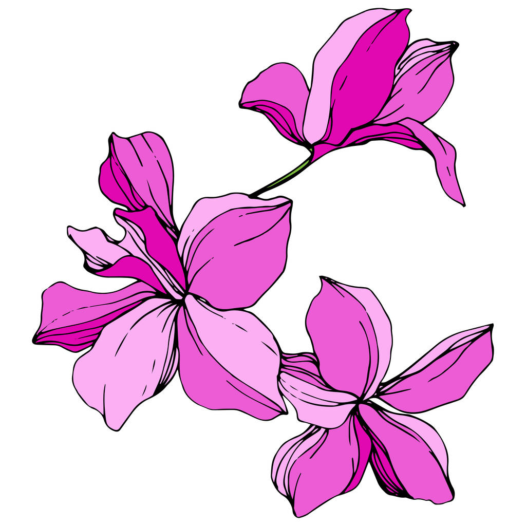 Orquídeas rosas bonitas. Arte de tinta gravada rosa. Flores isoladas de orquídeas elemento ilustrativo sobre fundo branco
. - Vetor, Imagem