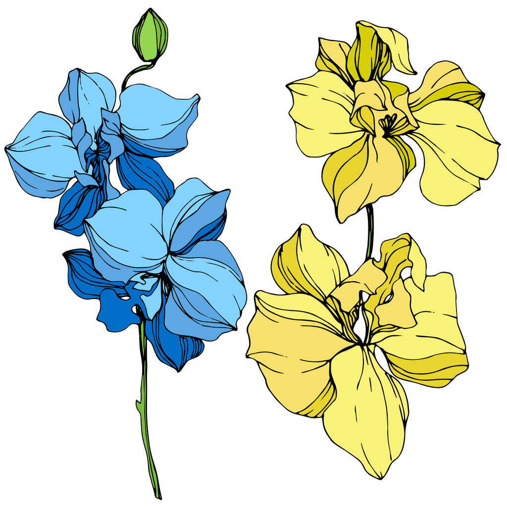 Prachtige blauwe en gele orchideebloemen gegraveerd inkt kunst. Geïsoleerde orchideeën illustratie element op witte achtergrond. - Vector, afbeelding