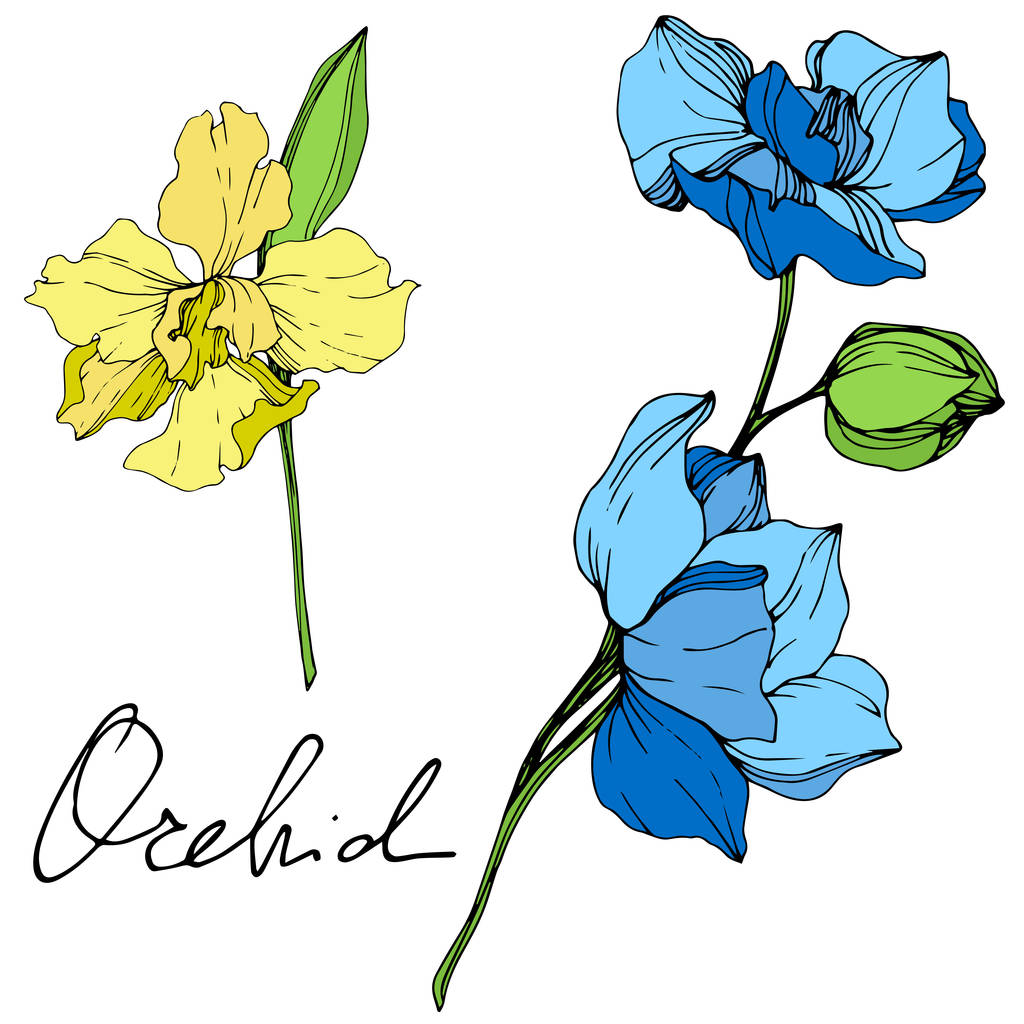 Красиві синьо-жовті орхідеї з гравіруванням чорнила. Ізольовані орхідеї елемент ілюстрації на білому тлі
. - Вектор, зображення
