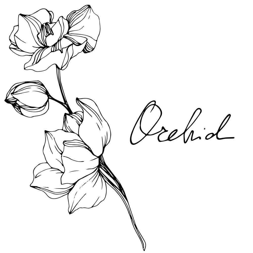 Kaunis mustavalkoinen orkidea kukkia kaiverrettu mustetta taidetta. Erilliset orkideat valkoisella pohjalla
. - Vektori, kuva