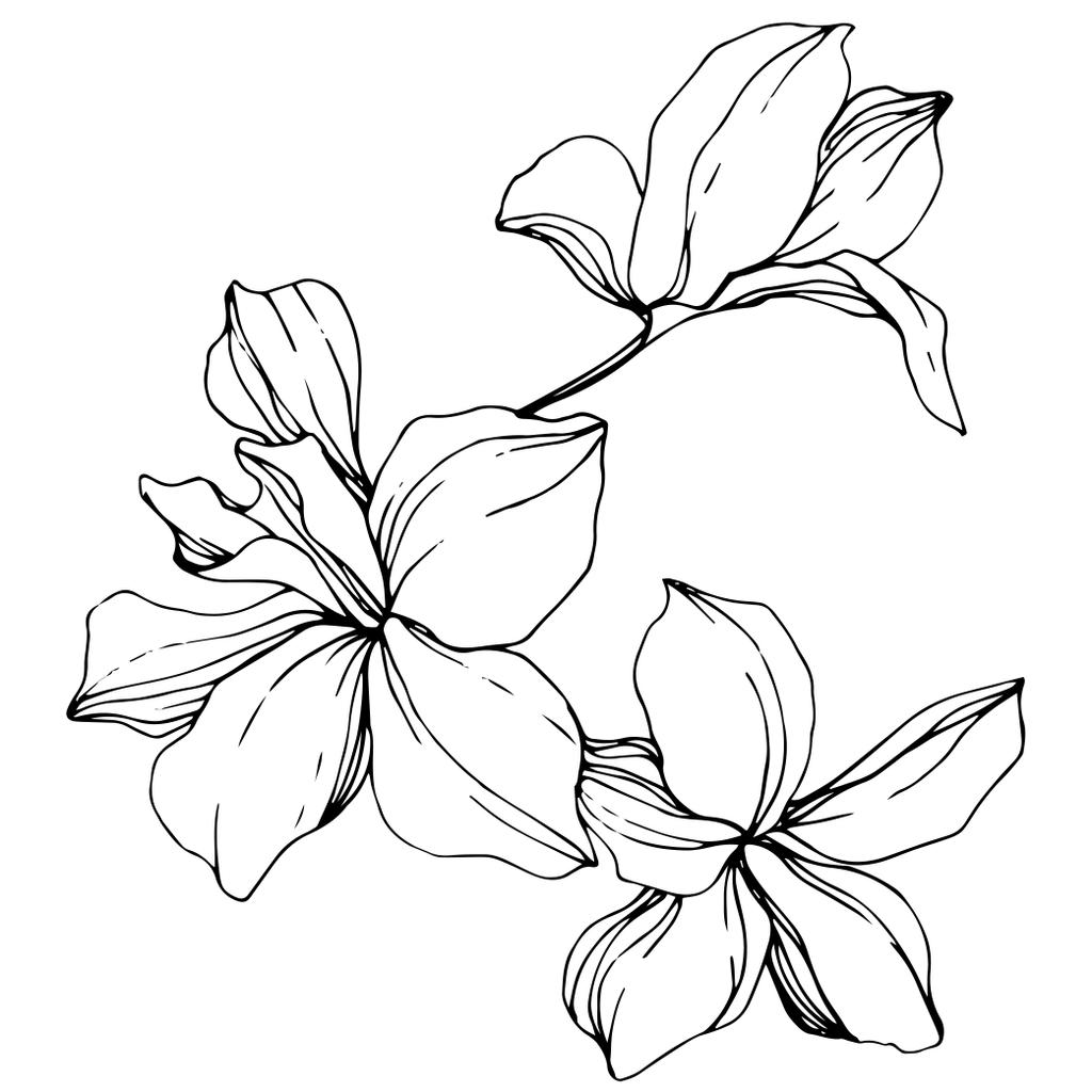 Belas flores de orquídea preto e branco gravadas arte da tinta. Elemento de ilustração isolado de orquídeas sobre fundo branco
. - Vetor, Imagem