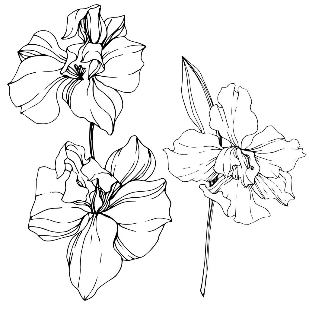 Gyönyörű fekete-fehér orchidea virágok vésett tinta art. Elszigetelt orchideák ábra elem fehér háttér. - Vektor, kép