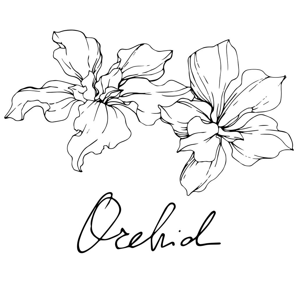 Krásné černé a bílé květy orchidejí vyryto inkoust umění. Prvek ilustrace izolované orchideje na bílém pozadí. - Vektor, obrázek