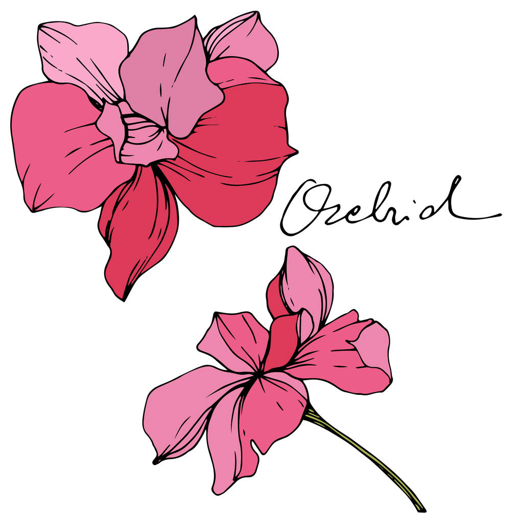 Hermosas flores de orquídea rosa. Arte de tinta grabada. Elemento ilustrativo de orquídeas sobre fondo blanco
. - Vector, Imagen