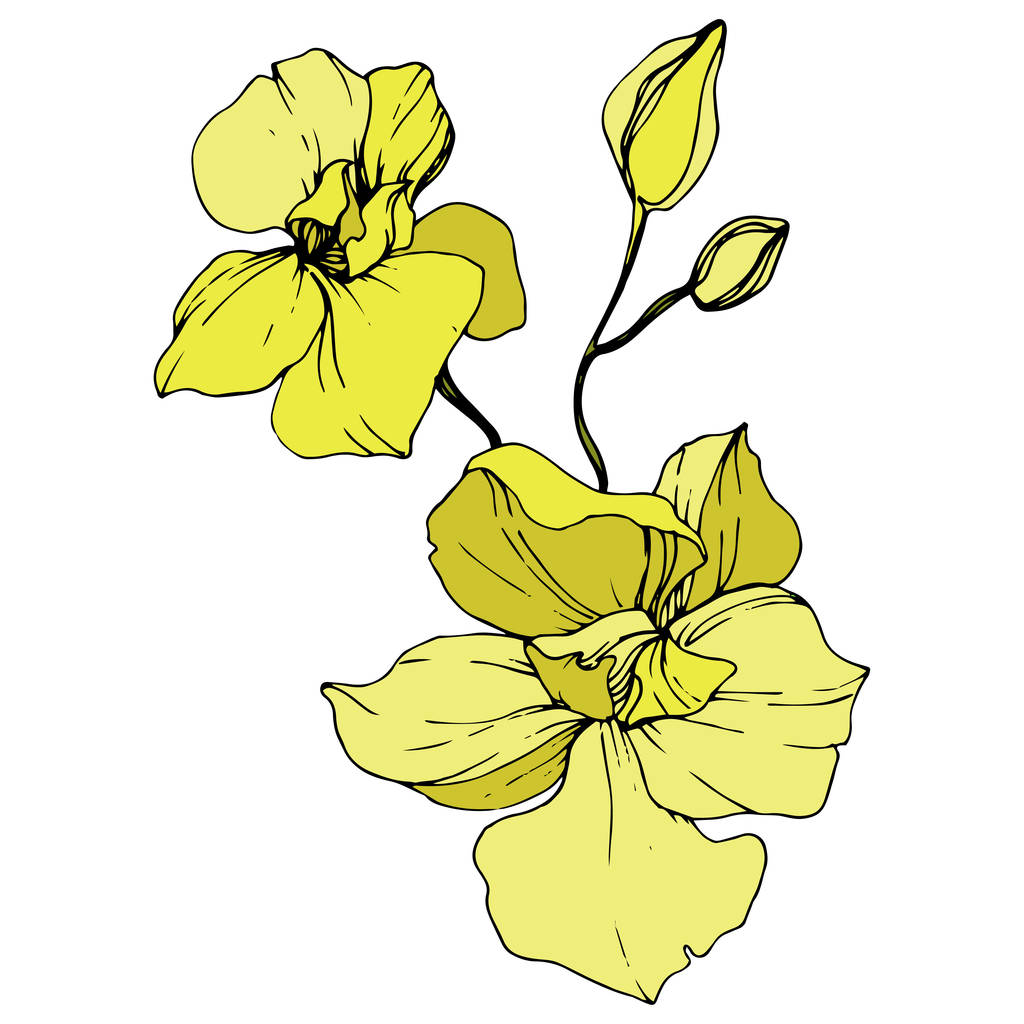 Красиві жовті квіти орхідей. Вигравіруване чорнило. Ізольовані орхідеї елемент ілюстрації на білому тлі
. - Вектор, зображення