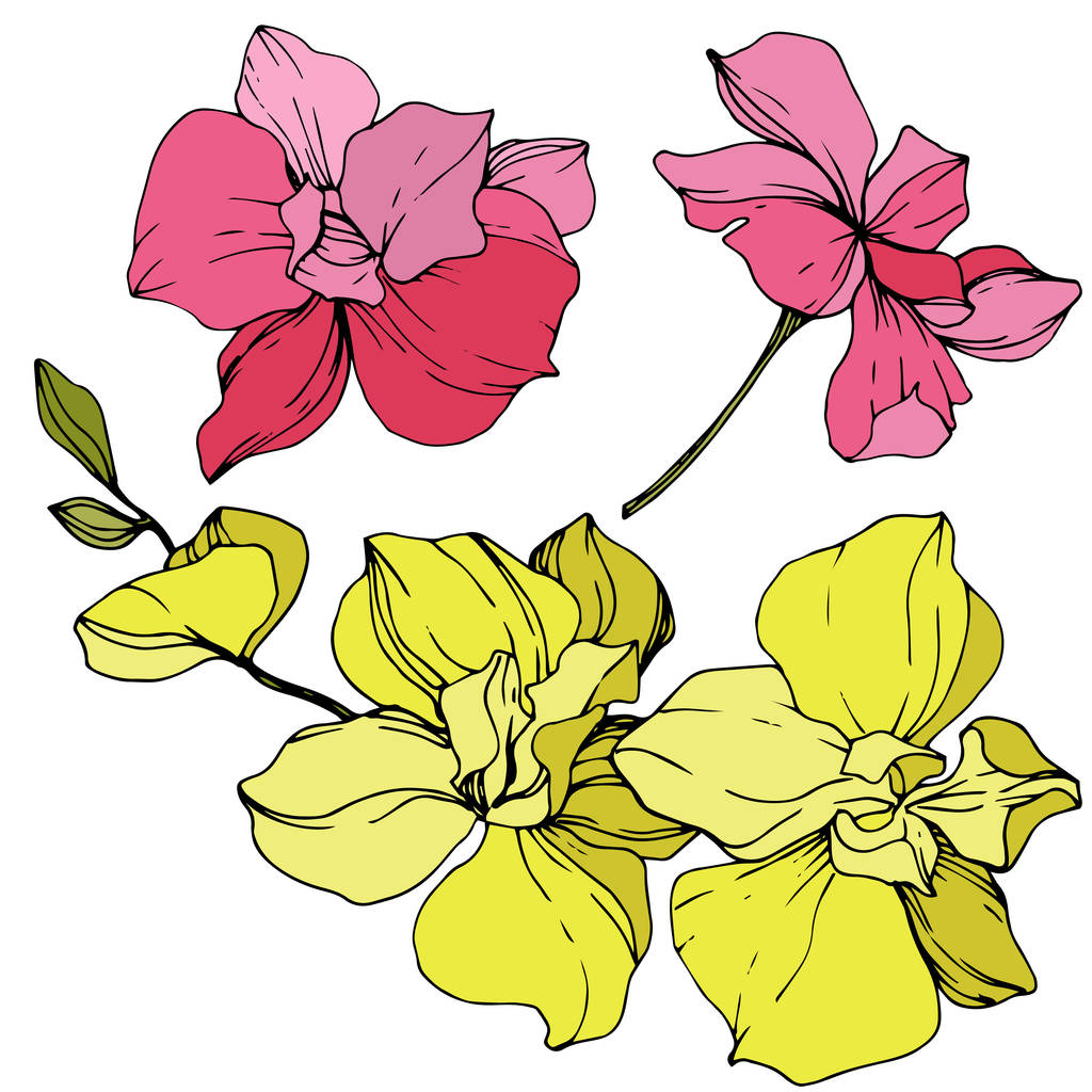 Beautiful pink and yellow orchid flowers. Engraved ink art. Orchids illustration element on white background. - Vector, Image