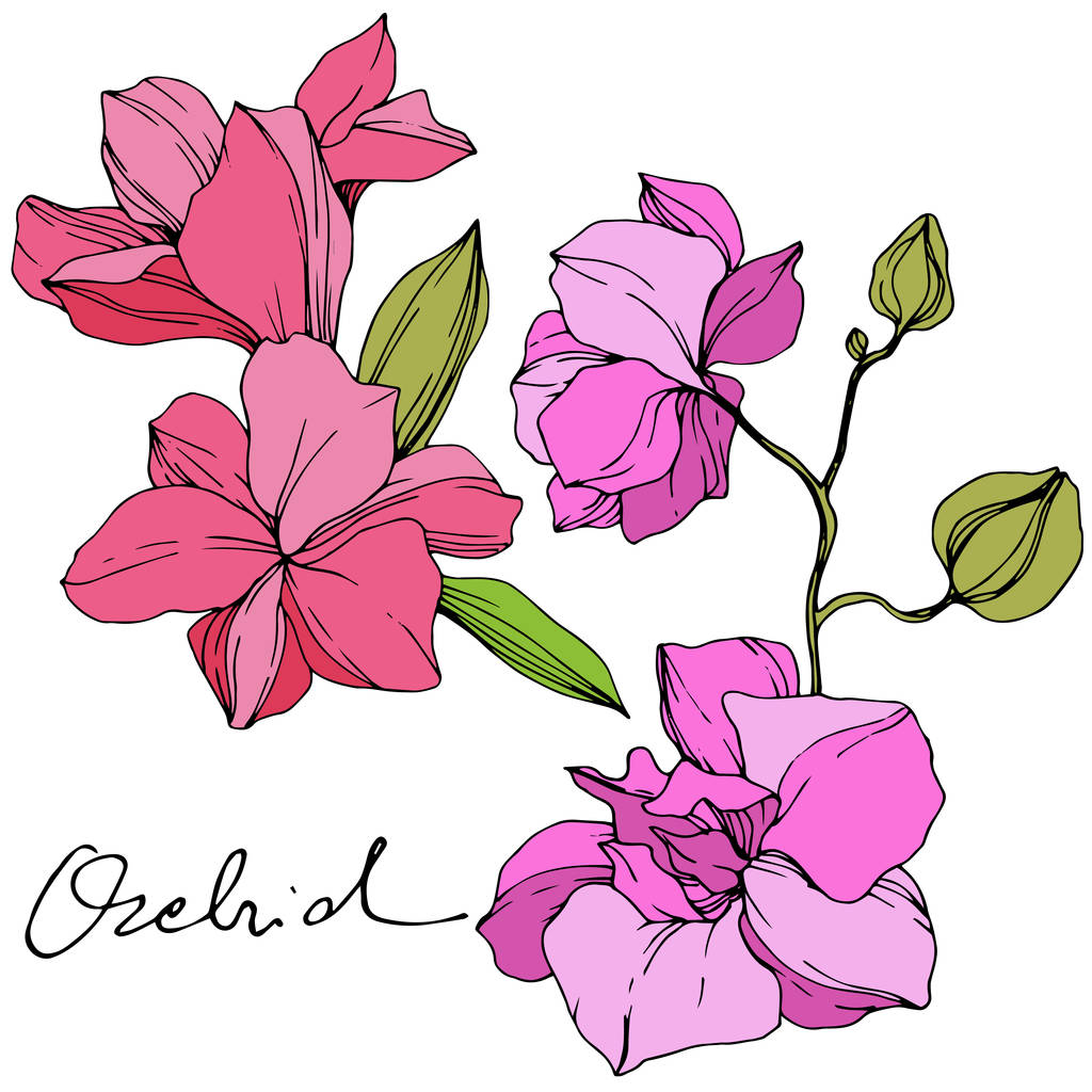Kaunis vaaleanpunainen orkidea kukkia. Kaiverrettua mustetaidetta. Orkideat kuvituselementti valkoisella taustalla
. - Vektori, kuva