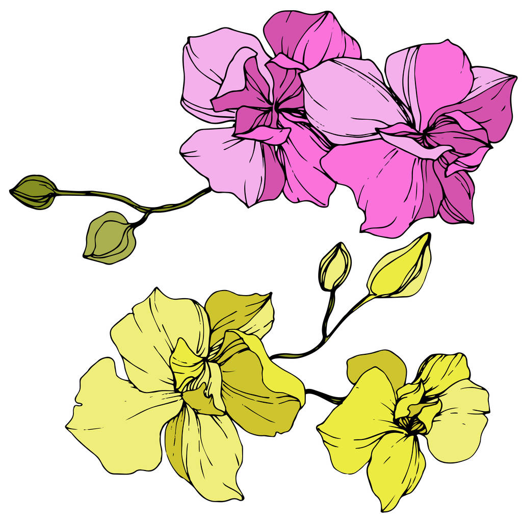 Piękne różowe i żółte kwiaty orchidei. Grawerowane atrament sztuki. Storczyki element ilustracja na białym tle. - Wektor, obraz
