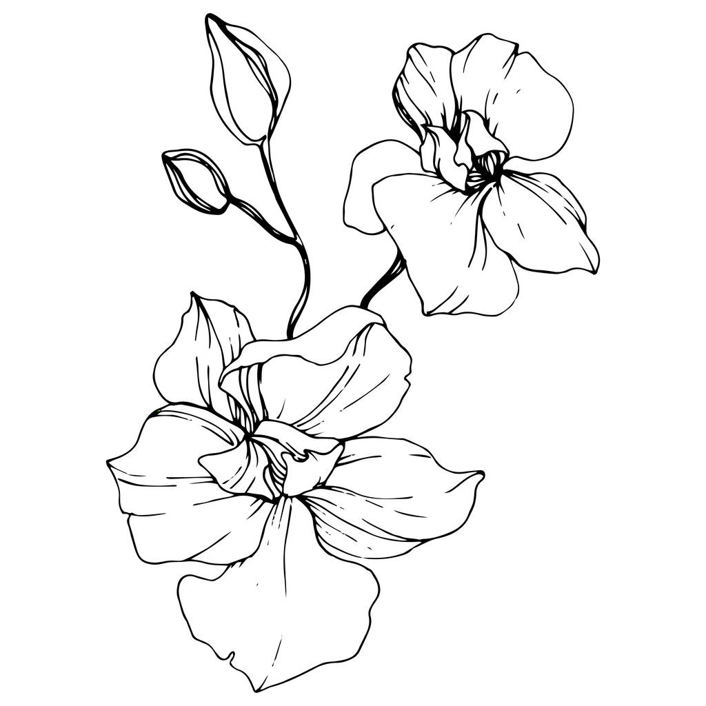 Прекрасні орхідейні квіти. Чорно-біле гравірування чорнила. Ізольовані орхідеї елемент ілюстрації на білому тлі
. - Вектор, зображення