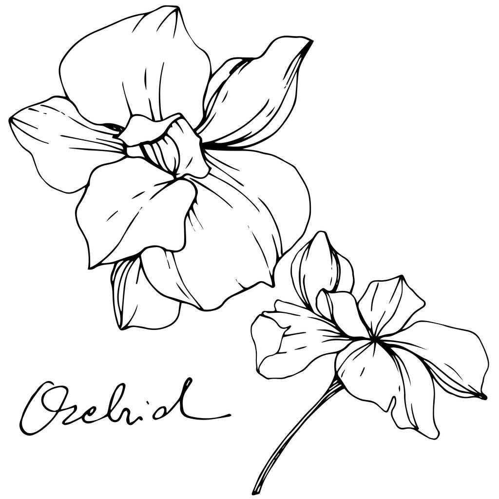 Kauniita orkideankukkia. Musta ja valkoinen kaiverrettu muste taidetta. Erilliset orkideat valkoisella pohjalla
. - Vektori, kuva