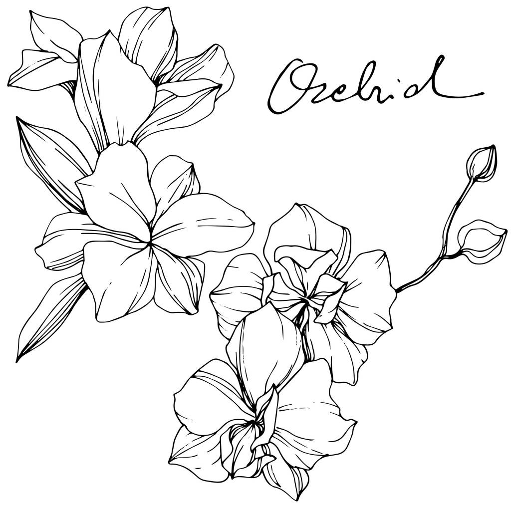 Hermosas flores de orquídea. Tinta grabada en blanco y negro. Elemento de ilustración de orquídeas aisladas sobre fondo blanco
. - Vector, imagen