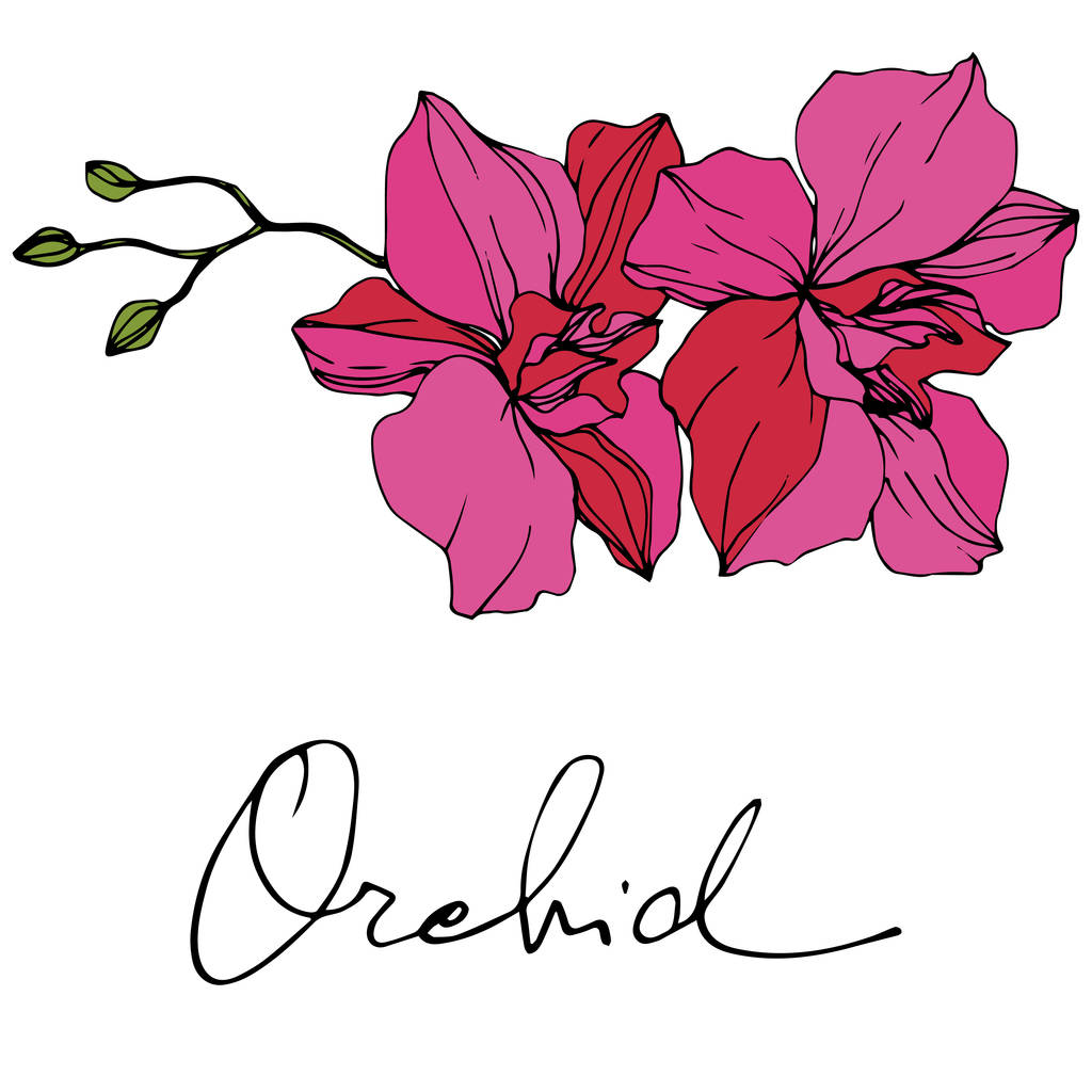 Lindas flores de orquídea rosa. Arte de tinta gravada. Elemento de ilustração das orquídeas sobre fundo branco
. - Vetor, Imagem