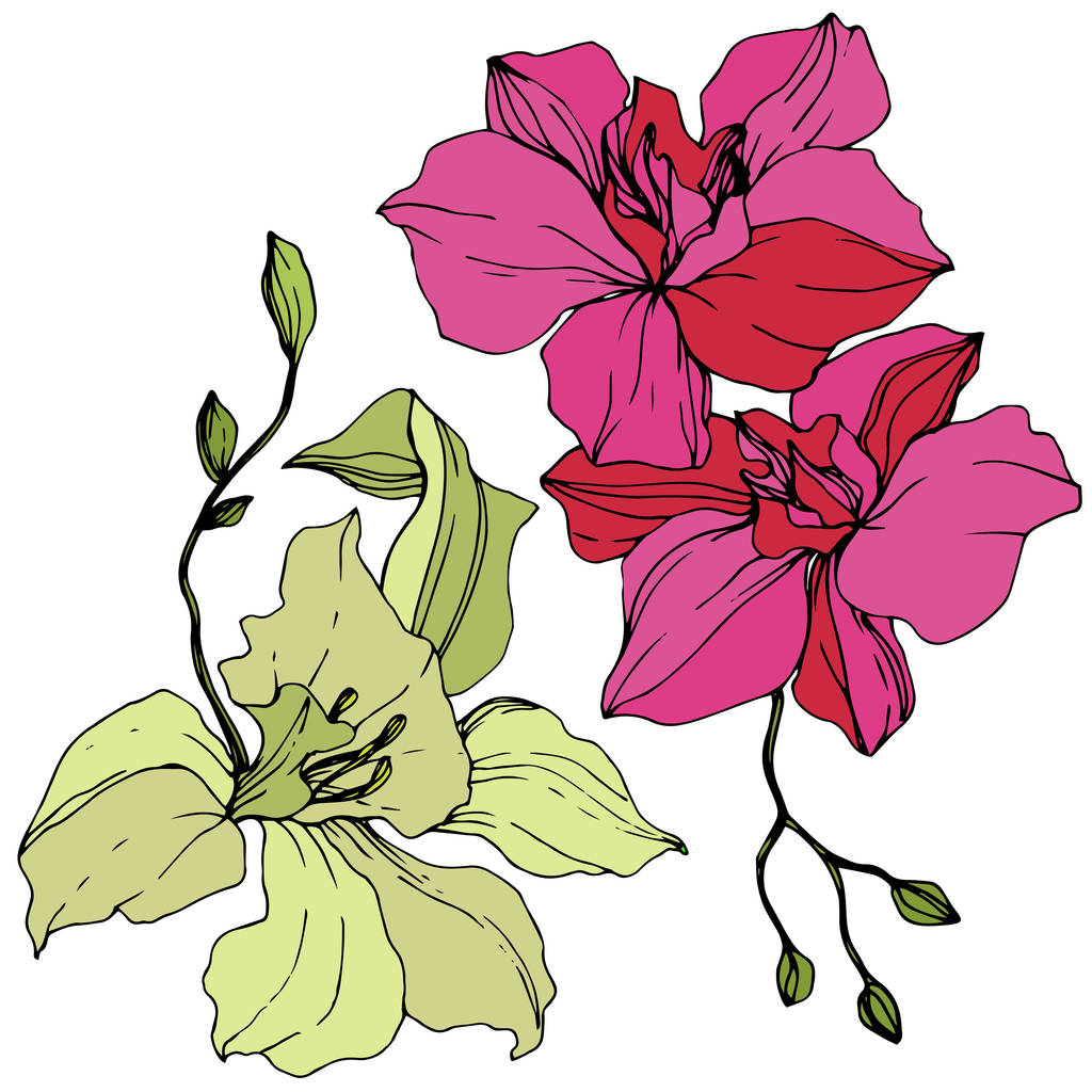Gele en roze orchideebloemen. Gegraveerde inkt art. Geïsoleerde orchideeën illustratie element op witte achtergrond. - Vector, afbeelding
