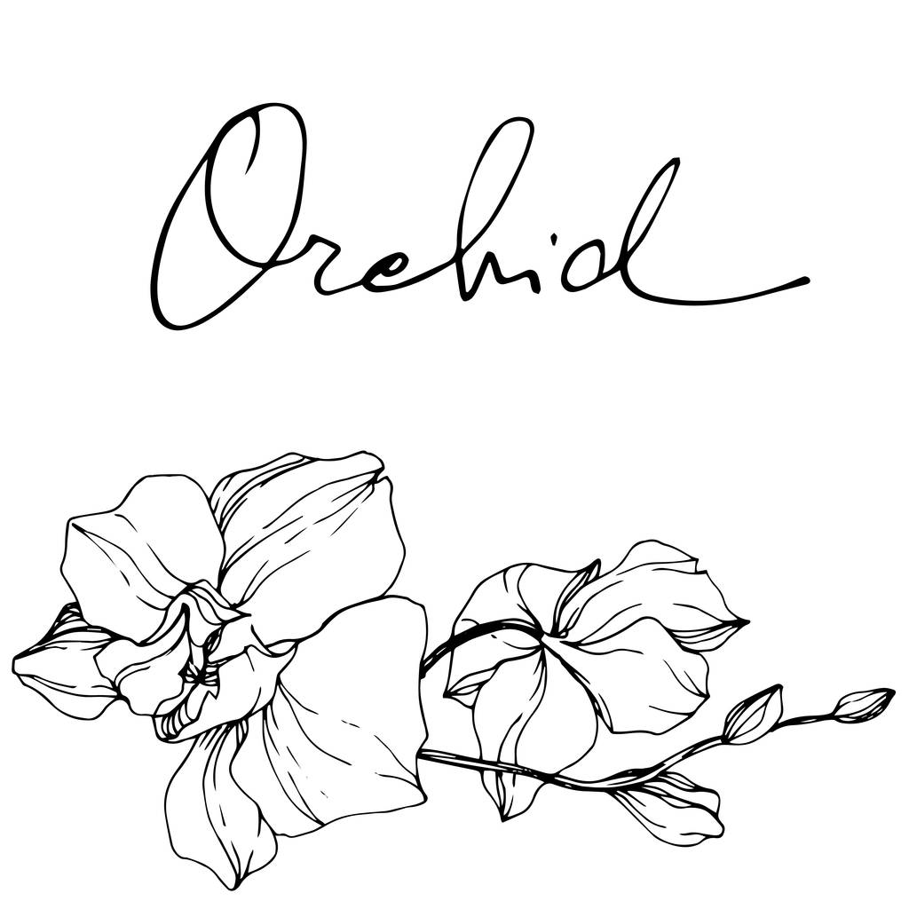 Hermosas flores de orquídea. Tinta grabada en blanco y negro. Elemento de ilustración de orquídeas aisladas sobre fondo blanco
. - Vector, Imagen