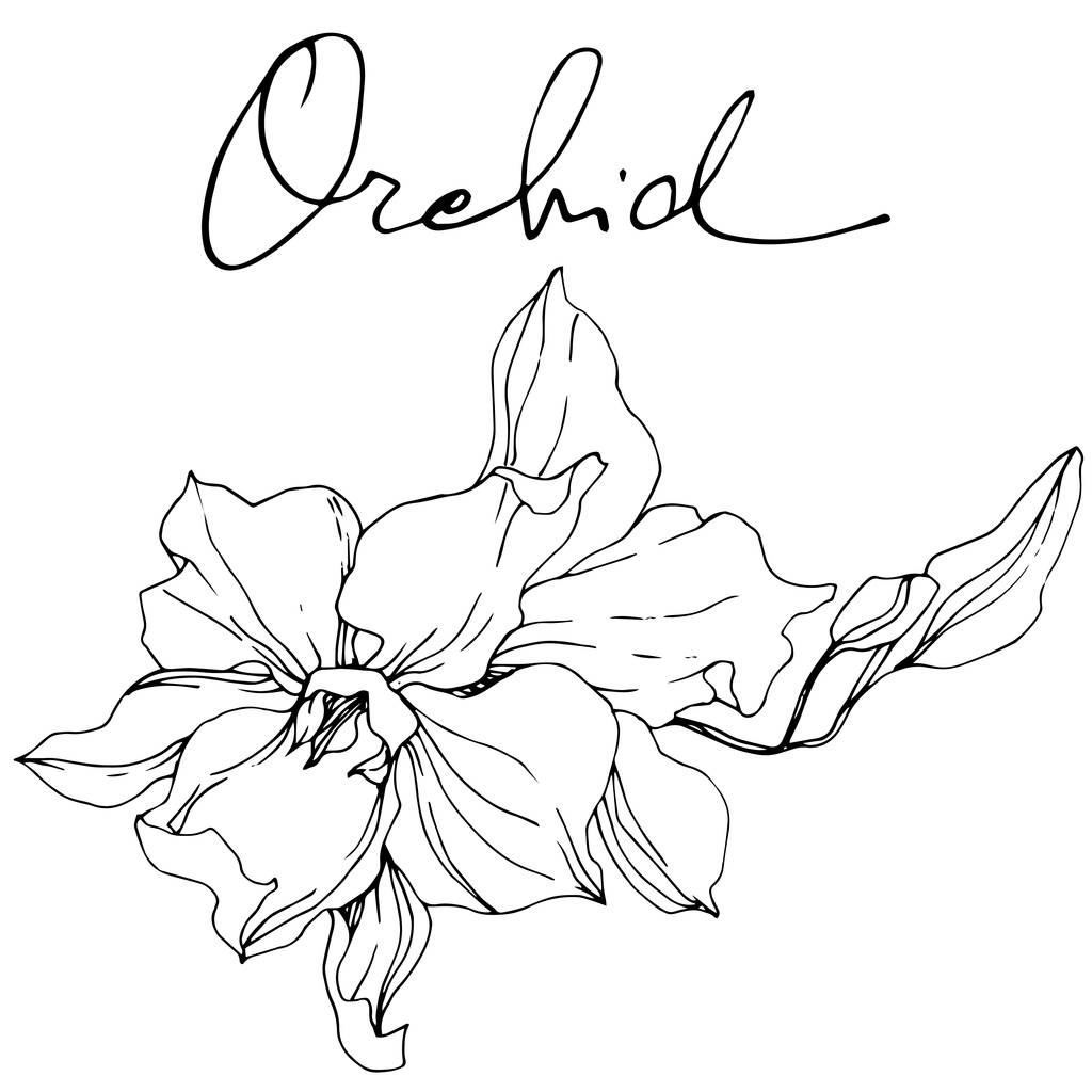 Прекрасна квітка орхідеї. Чорно-біле гравірування чорнила. Ізольований елемент ілюстрації орхідей на білому тлі
. - Вектор, зображення