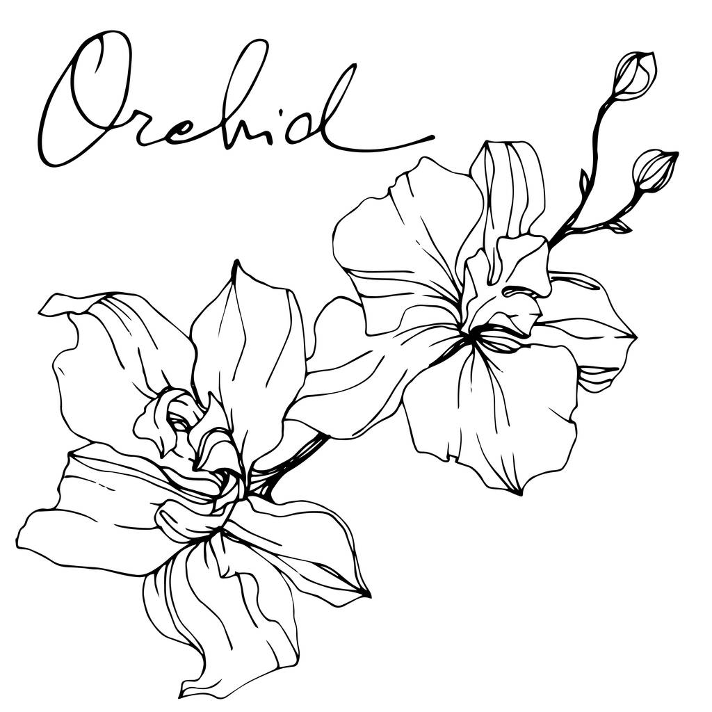 Gyönyörű orchideák. Fekete-fehér vésett tinta art. Elszigetelt orchideák ábra elem fehér háttér. - Vektor, kép