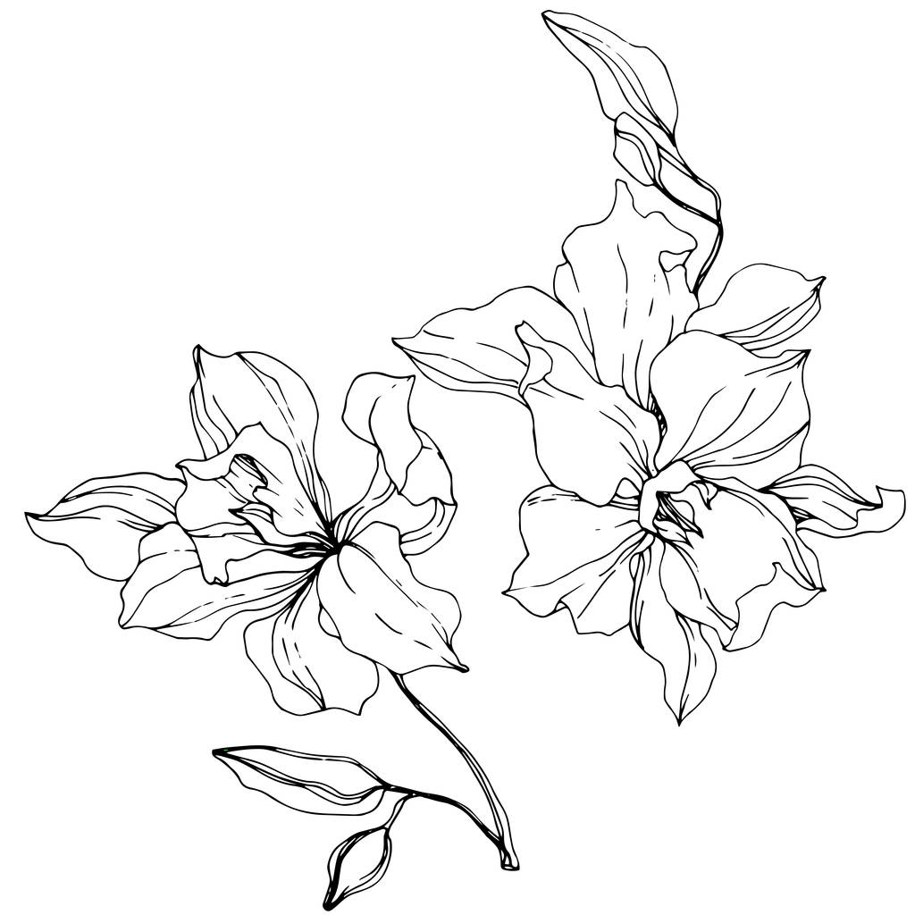 Lindas flores de orquídea. Tinta gravada a preto e branco. Elemento de ilustração isolado de orquídeas sobre fundo branco
. - Vetor, Imagem