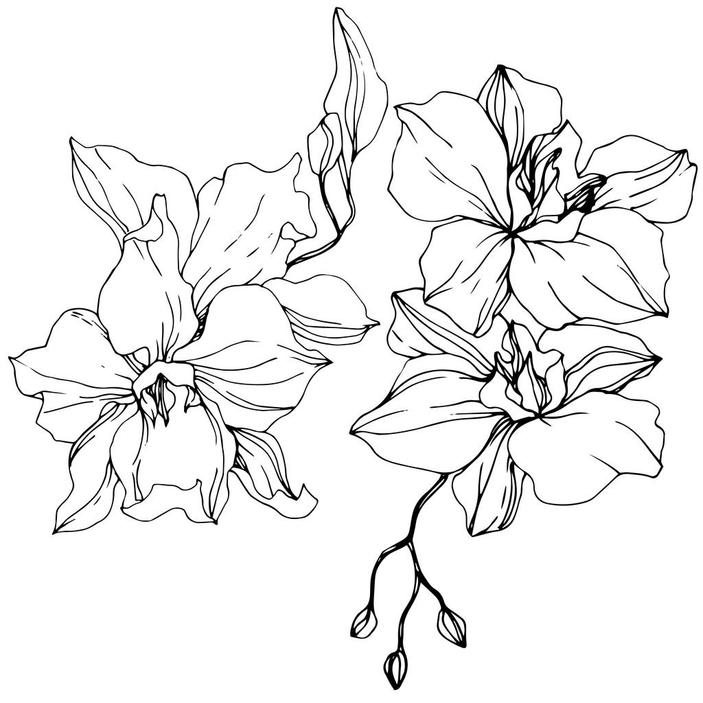 Piękne kwiaty orchidei. Czarno-białe grawerowane sztuki atramentu. Element ilustracja na białym tle storczyki na białym tle. - Wektor, obraz