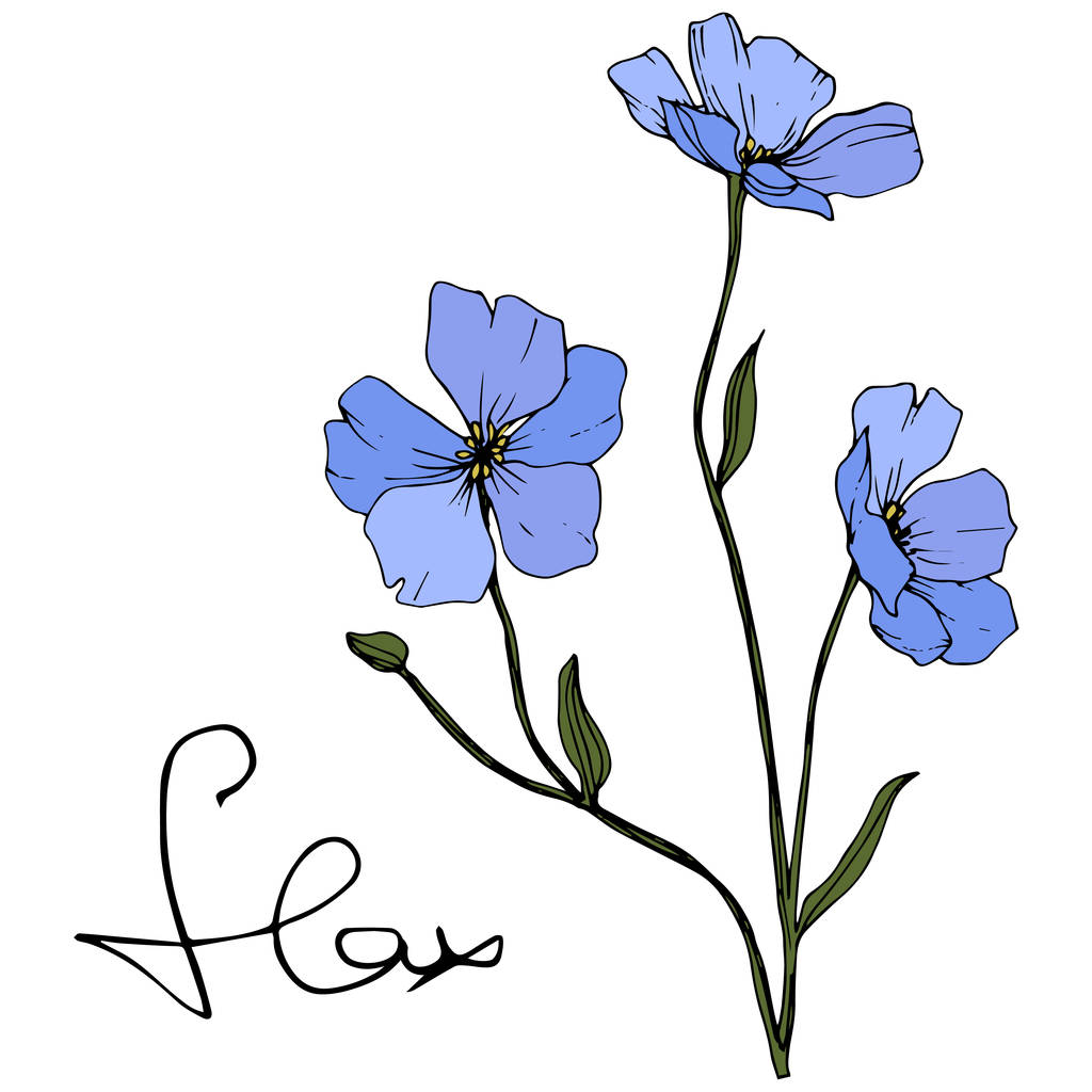Lindas flores de linho azul com folhas verdes isoladas em branco. Tinta gravada arte
. - Vetor, Imagem