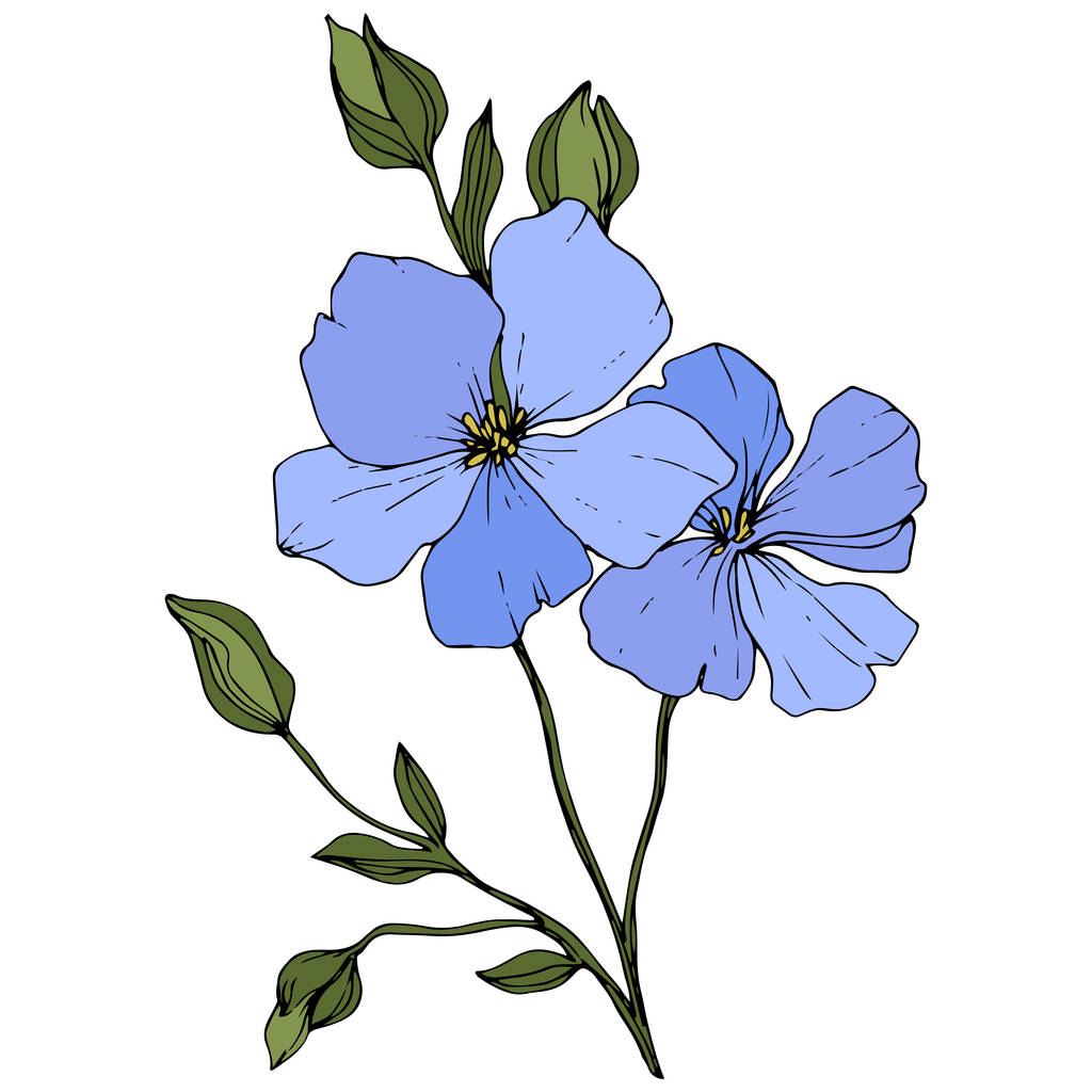 Krásné modré květy lnu se zelenými listy izolované na bílém. Ryté inkoust umění. - Vektor, obrázek