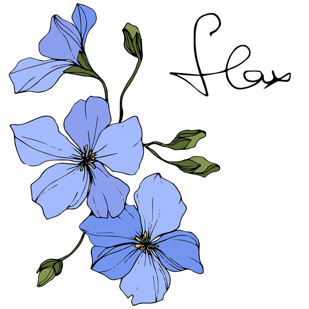 Beautiful blue flax flowers with green leaves isolated on white. Engraved ink art. - Vector, Image