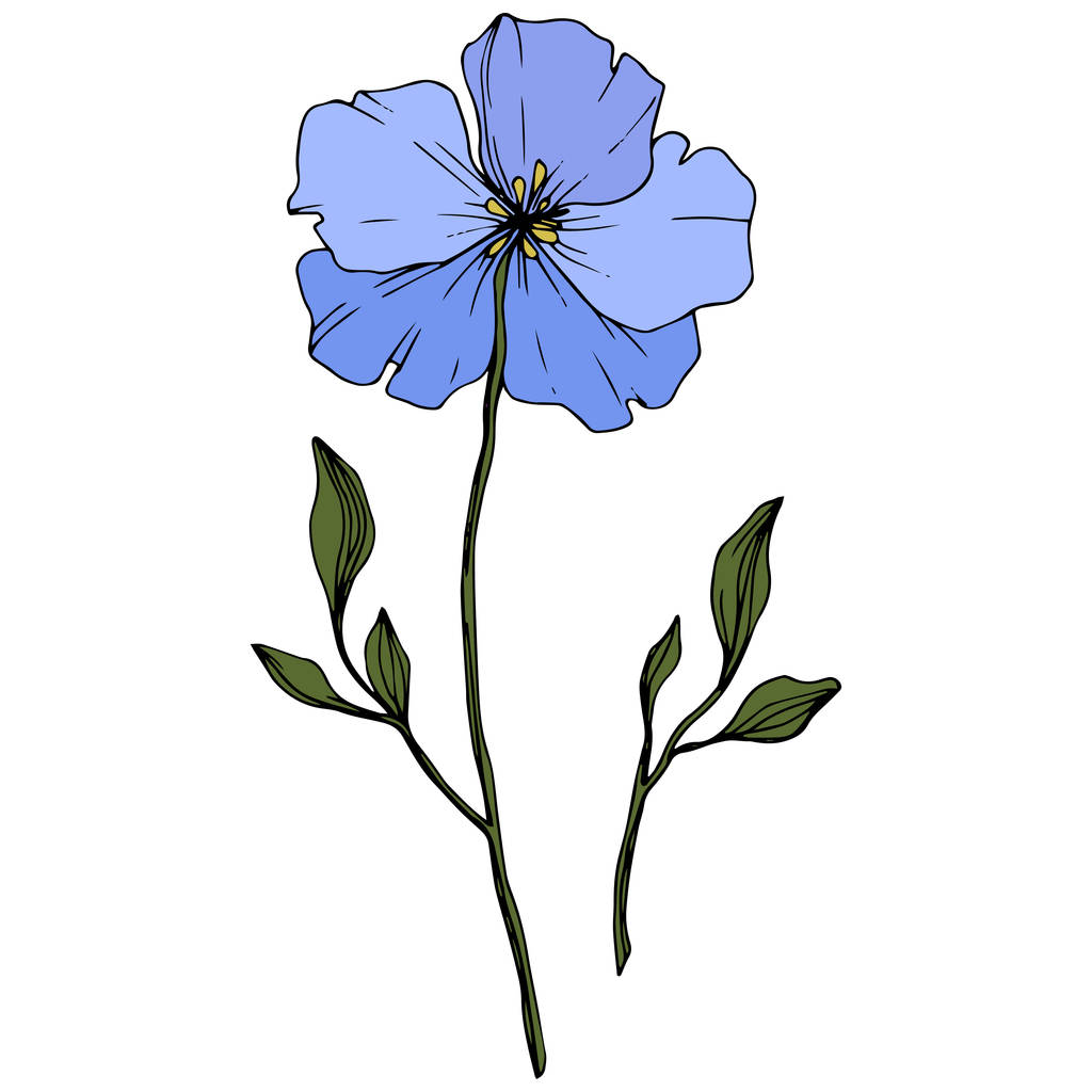 Hermosa flor de lino azul con hojas verdes aisladas en blanco. Arte de tinta grabada
. - Vector, imagen