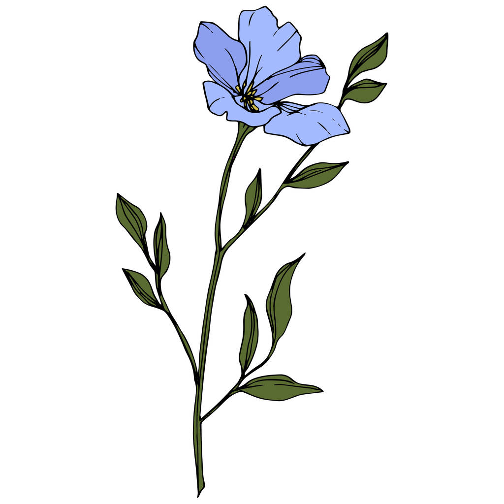 Beautiful blue flax flower with green leaves isolated on white. Engraved ink art. - Vector, Image