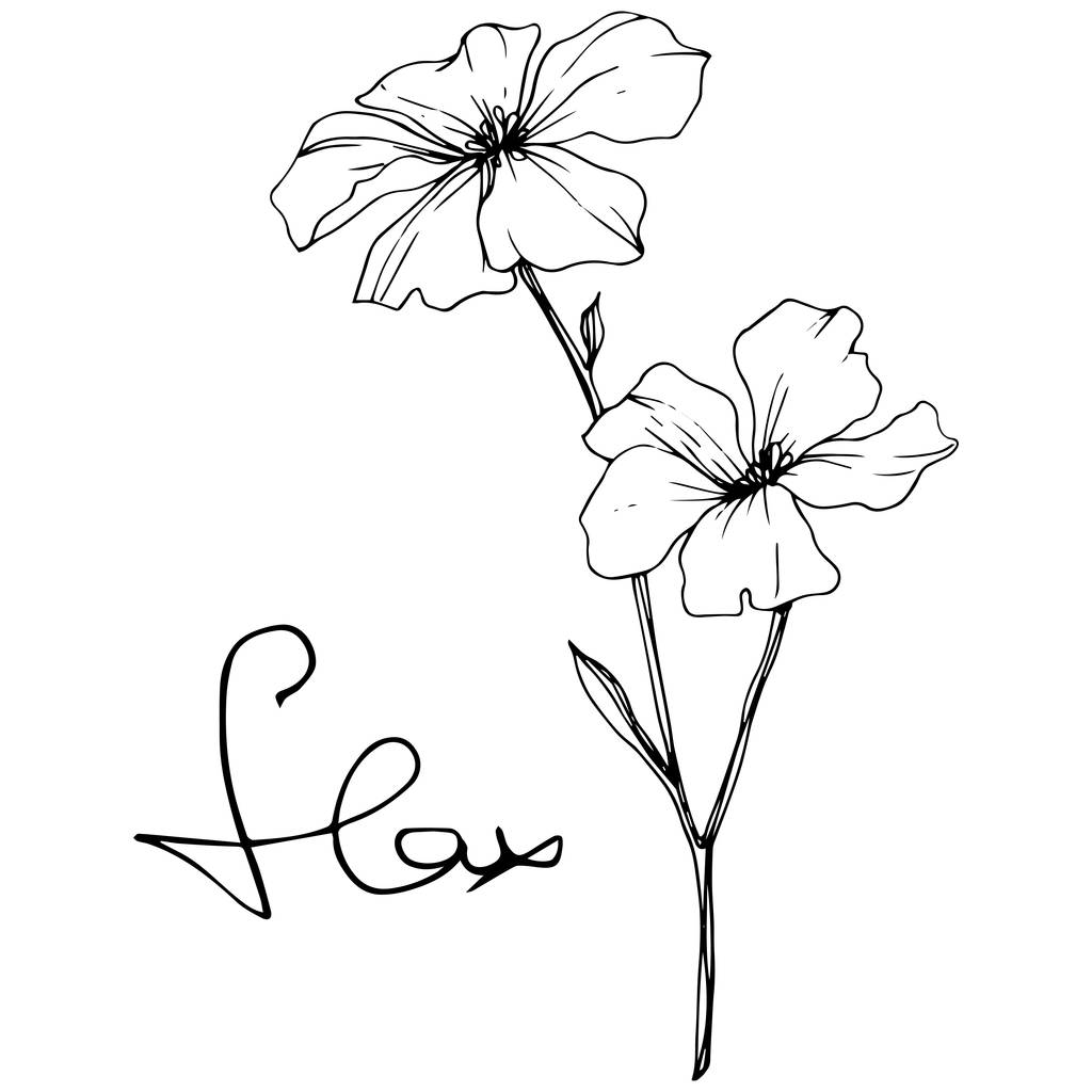 Vektor. isolierte Flachsblumen Illustrationselement auf weißem Hintergrund. Schwarz-weiß gravierte Tuschekunst. - Vektor, Bild