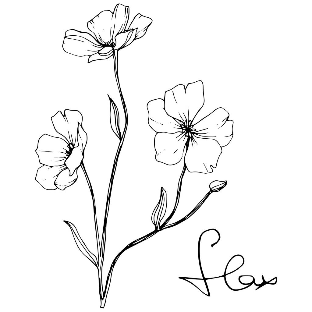Vecteur. Élément d'illustration isolé de fleurs de lin sur fond blanc. Encre gravée noir et blanc art
. - Vecteur, image