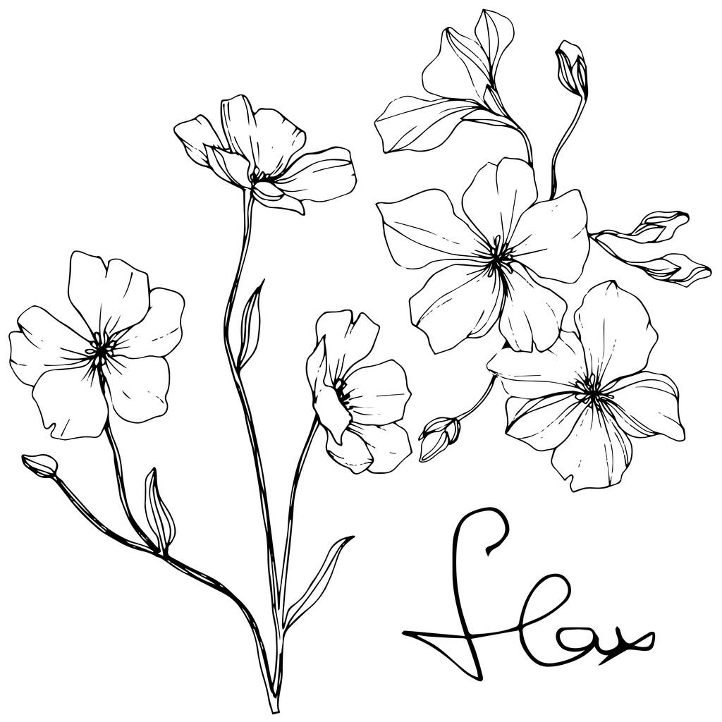 Vector. Isolated flax flowers illustration element on white background. Black and white engraved ink art. - Vector, Image