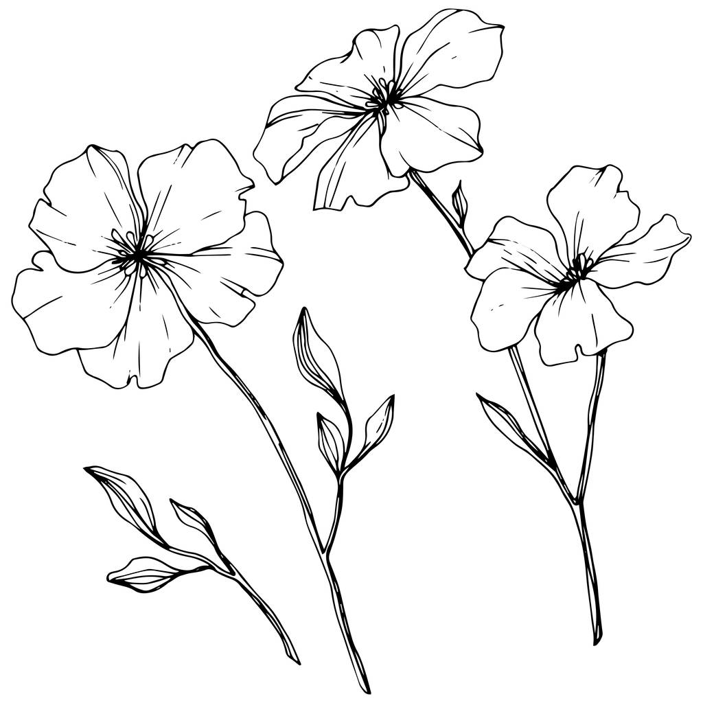 Vector. Isolated flax flowers illustration element on white background. Black and white engraved ink art. - Vector, Image