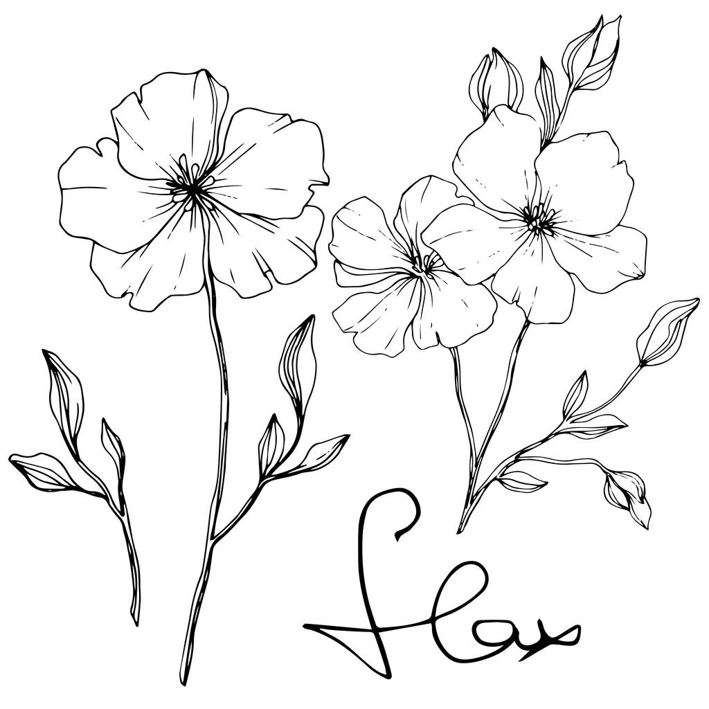 Vettore. Elemento di illustrazione di fiori di lino isolato su sfondo bianco. Inchiostro inciso in bianco e nero arte
. - Vettoriali, immagini