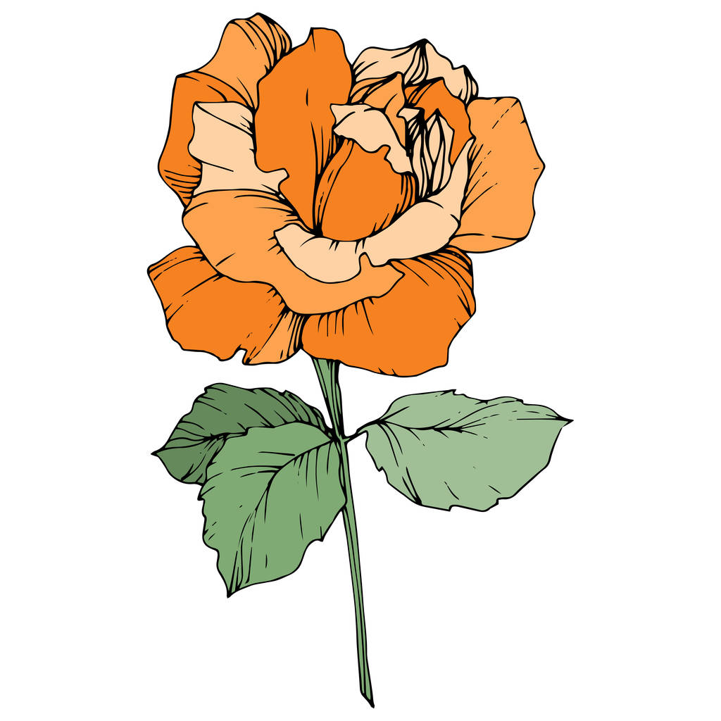 Όμορφη πορτοκαλί τριαντάφυλλο λουλούδι με πράσινα φύλλα που απομονώνονται σε λευκό φόντο. Χαραγμένο μελάνι τέχνης. - Διάνυσμα, εικόνα