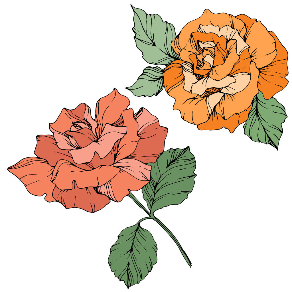 Διάνυσμα. Τριαντάφυλλα πορτοκαλί και κοραλλιογενείς με πράσινα φύλλα που απομονώνονται σε λευκό φόντο. Χαραγμένο μελάνι τέχνης. - Διάνυσμα, εικόνα