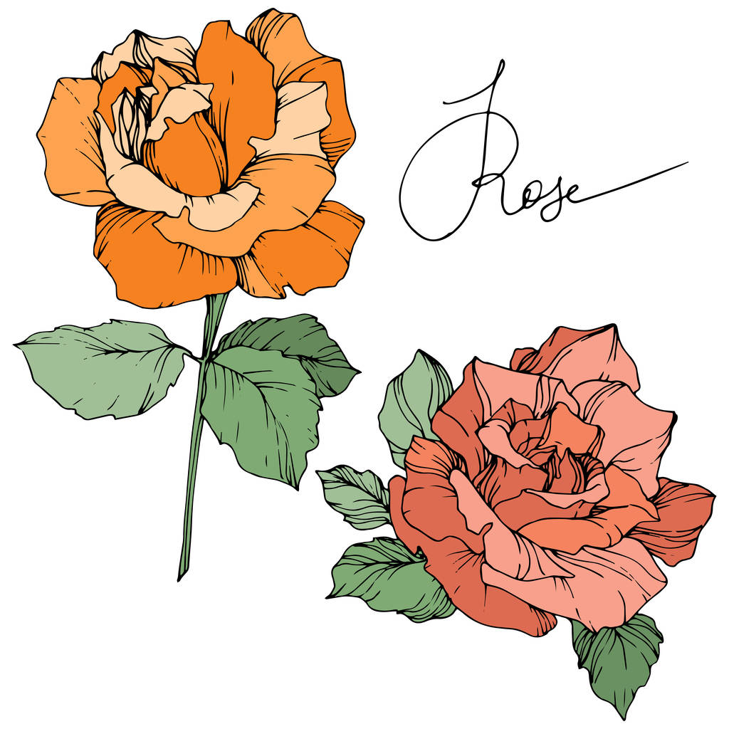 ベクトル。白い背景に分離した緑の葉とオレンジとコーラルのバラ。刻まれたインク アート. - ベクター画像