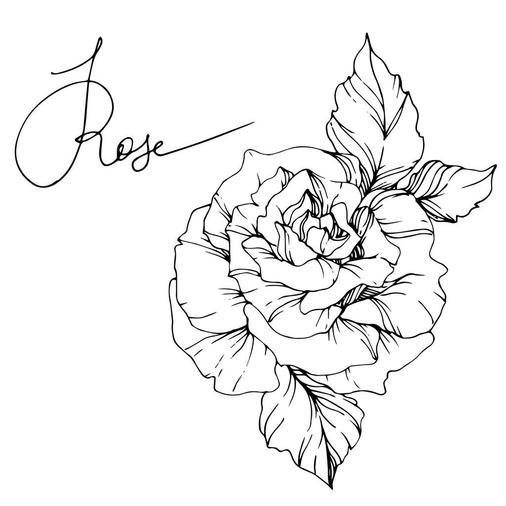 Bela flor de rosa vetor isolado no fundo branco. Tinta gravada a preto e branco arte
. - Vetor, Imagem