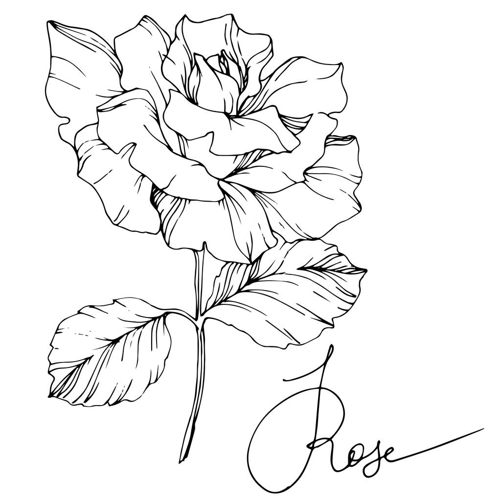 Kaunis vektori ruusu kukka eristetty valkoisella taustalla. Musta ja valkoinen kaiverrettu muste taidetta
. - Vektori, kuva