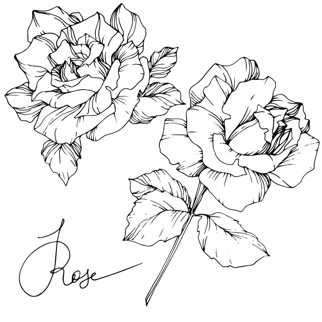 Belles fleurs vectorielles roses isolées sur fond blanc. Encre gravée noir et blanc art
. - Vecteur, image