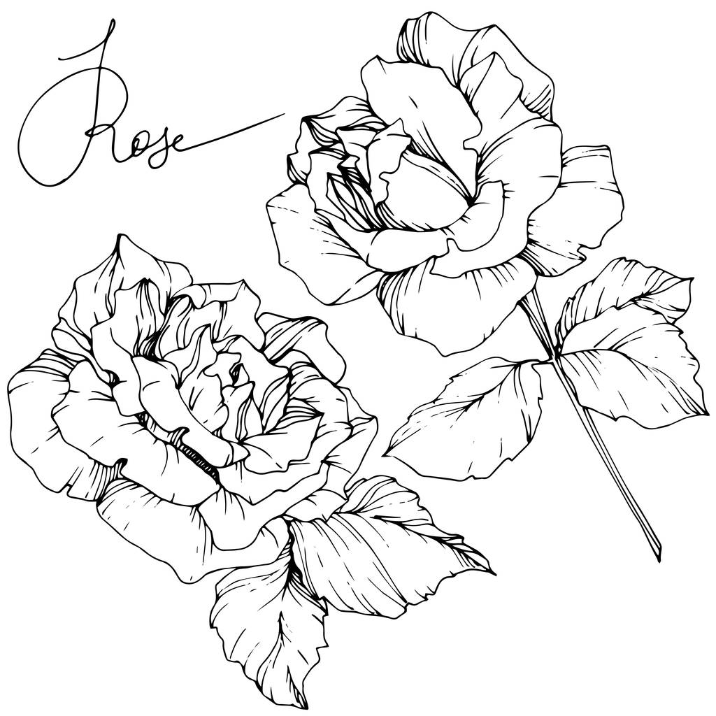 Красивые векторные цветы розы изолированы на белом фоне. Черно-белая гравировка
. - Вектор,изображение