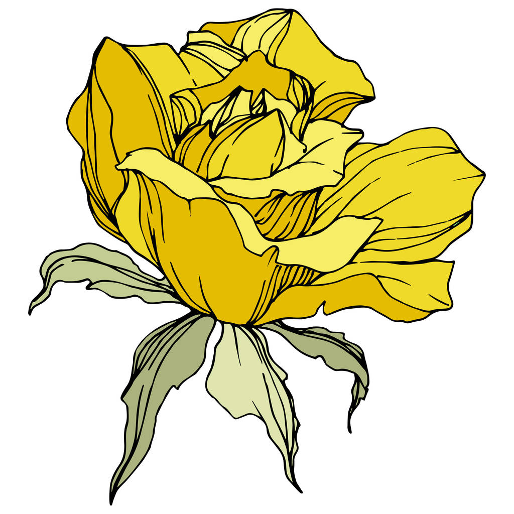 Όμορφο κίτρινο τριαντάφυλλο λουλούδι με πράσινα φύλλα. Μεμονωμένες τριανταφυλλιές εικονογράφηση στοιχείο. Χαραγμένο μελάνι τέχνης. - Διάνυσμα, εικόνα