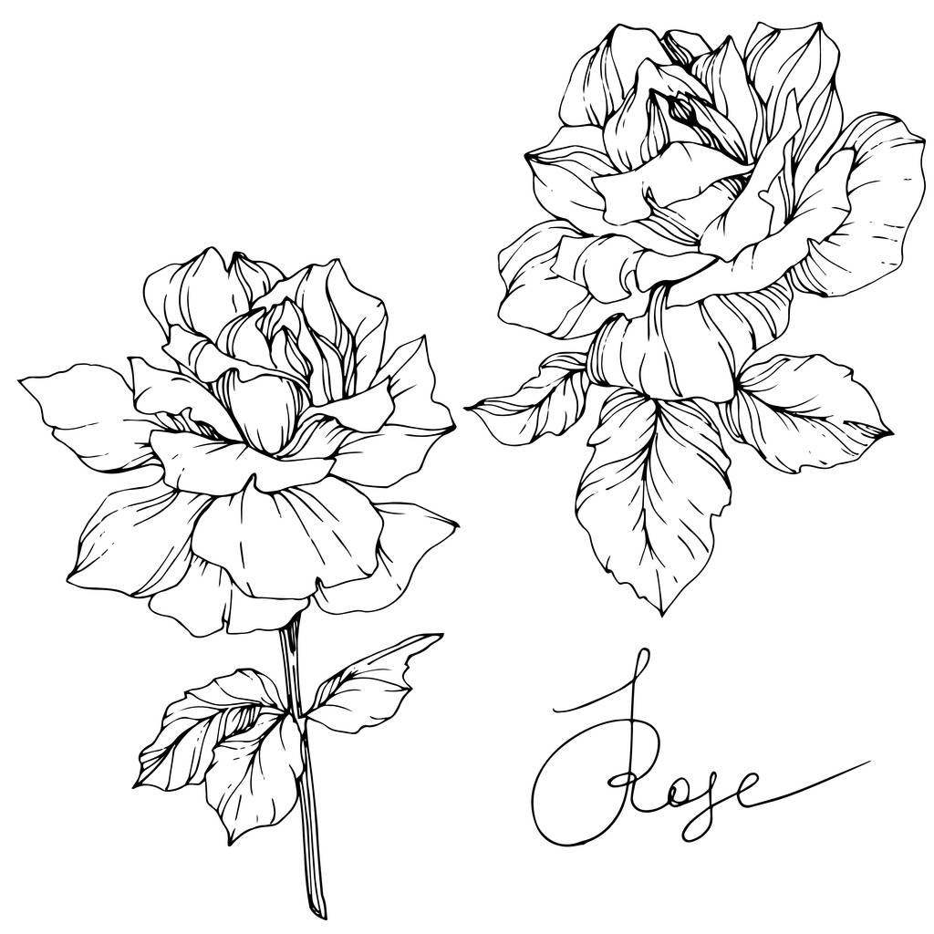 Όμορφη διανυσματικά τριαντάφυλλο λουλούδια που απομονώνονται σε λευκό φόντο. Μαύρο και άσπρο χαραγμένο μελάνι τέχνης. - Διάνυσμα, εικόνα