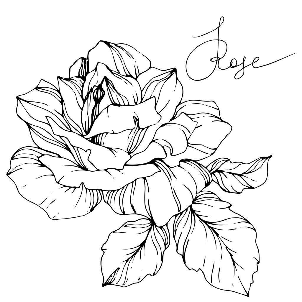 Красива векторна квітка троянди ізольована на білому тлі. Чорно-біле гравірування чорнила
. - Вектор, зображення