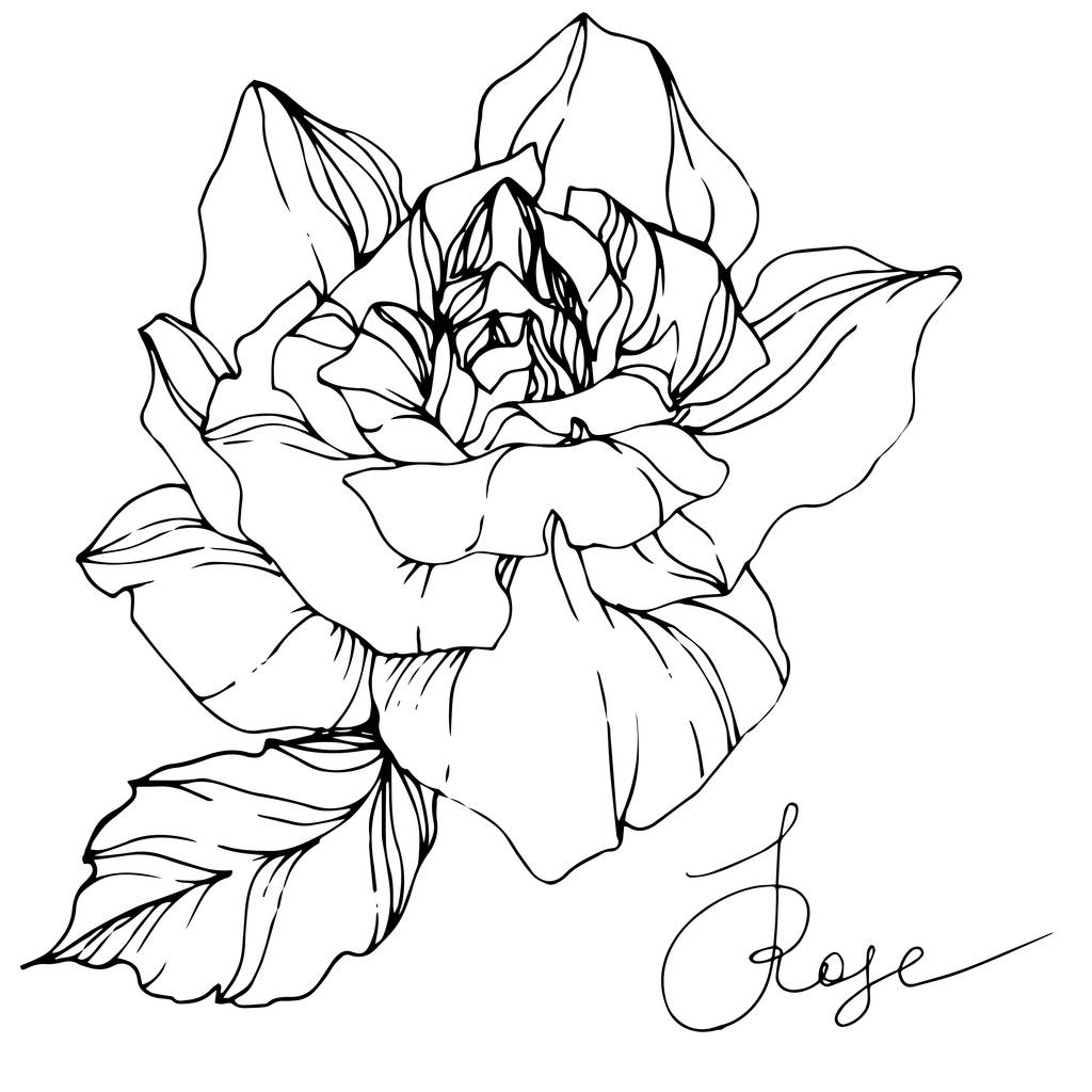 Gyönyörű vektor Rózsa virág elszigetelt fehér background. Fekete-fehér gravírozott art festék. - Vektor, kép