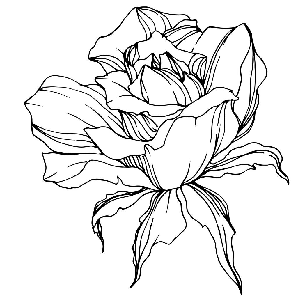 Красивый векторный цветок розы изолирован на белом фоне. Черно-белая гравировка
. - Вектор,изображение