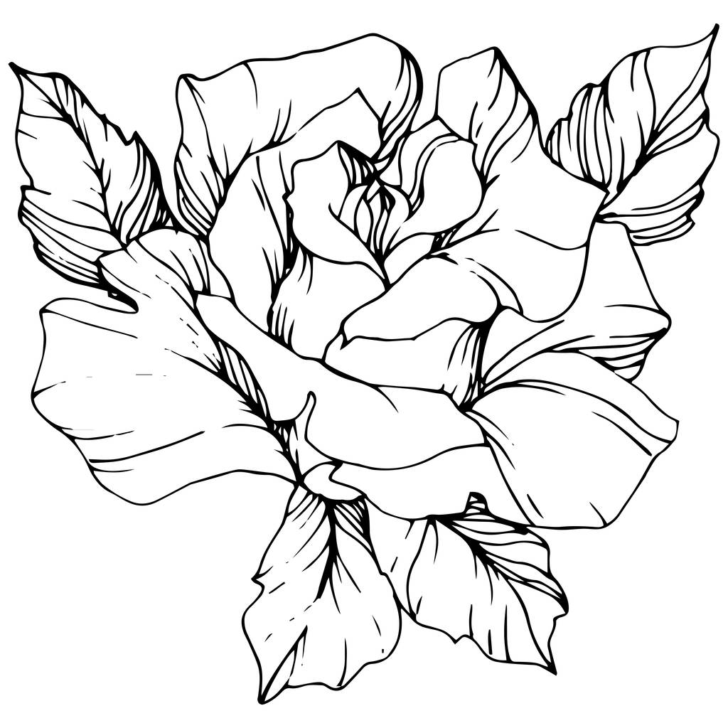 Vector. Rose flower isolated illustration element on white background. Black and white engraved ink art - Vector, Image